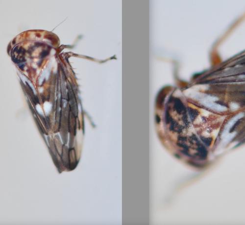 Balcanocerus larvatus
